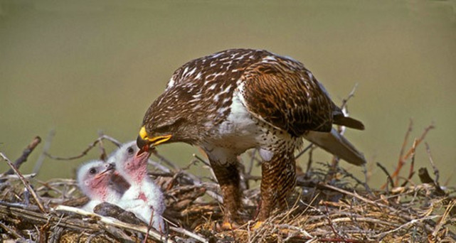 苍鹰搏兔,可别失败了,小雏鹰还在等着吃呢