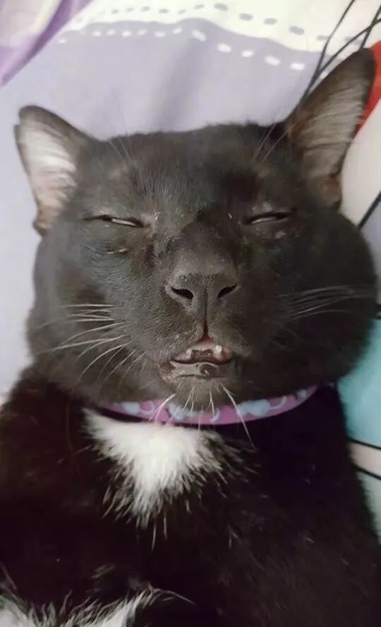 我寻思一只猫一只狗能丑到哪里去,直到我看见了它们……_腾讯新闻