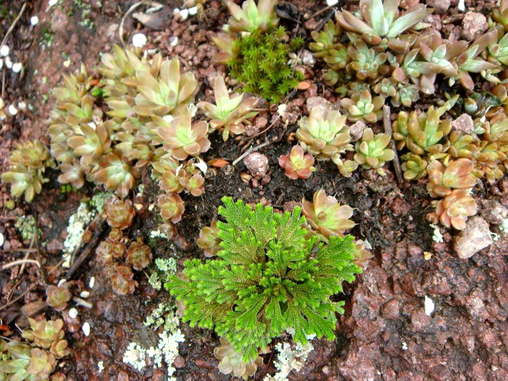 農村這種植物,人稱