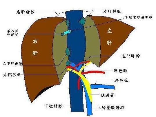拿做肝移植举例,移植时只要把肝脏的动脉,静脉,胆管分别连接吻合就
