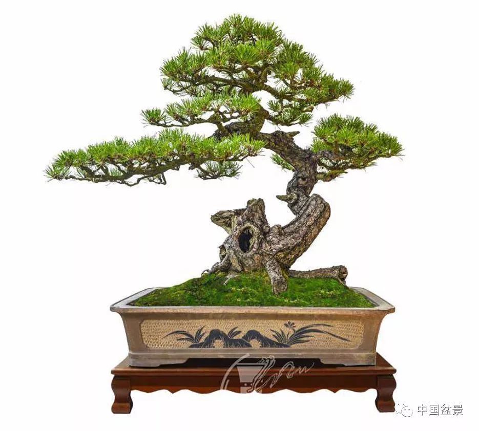 《中国盆景赏石》杂志专访广东盆协名誉会长光秀大和尚对盆景的看法