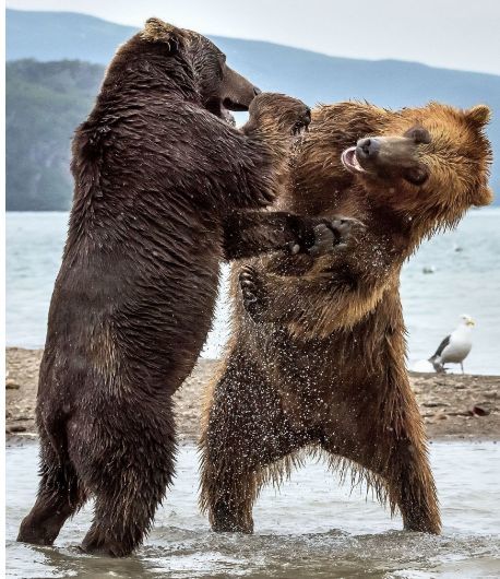 野外动物照片带你领略大自然的神奇不是ps