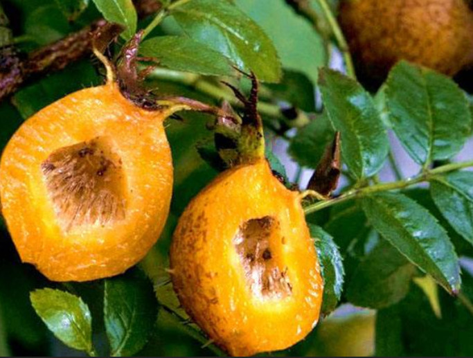 四种生长在广西的野果,味道好养生效果也不错,春节回家你吃哪个