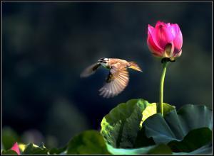 诗词里的声音,最美莫过于用心感受,此时