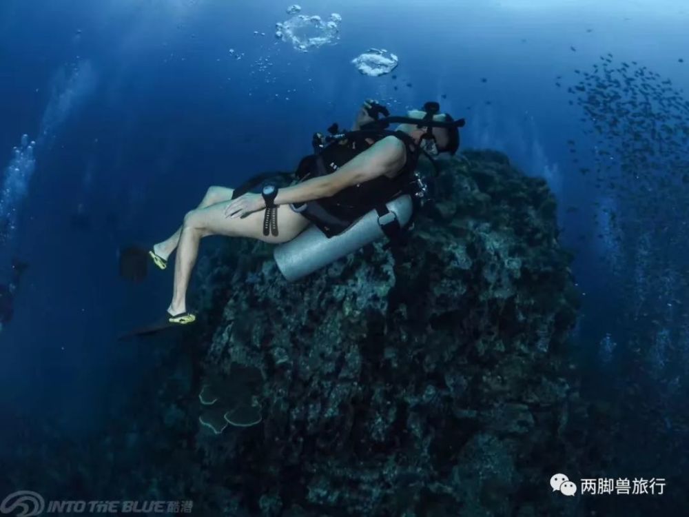 现在流的泪,都是学潜水时脑子进的水_腾讯新闻