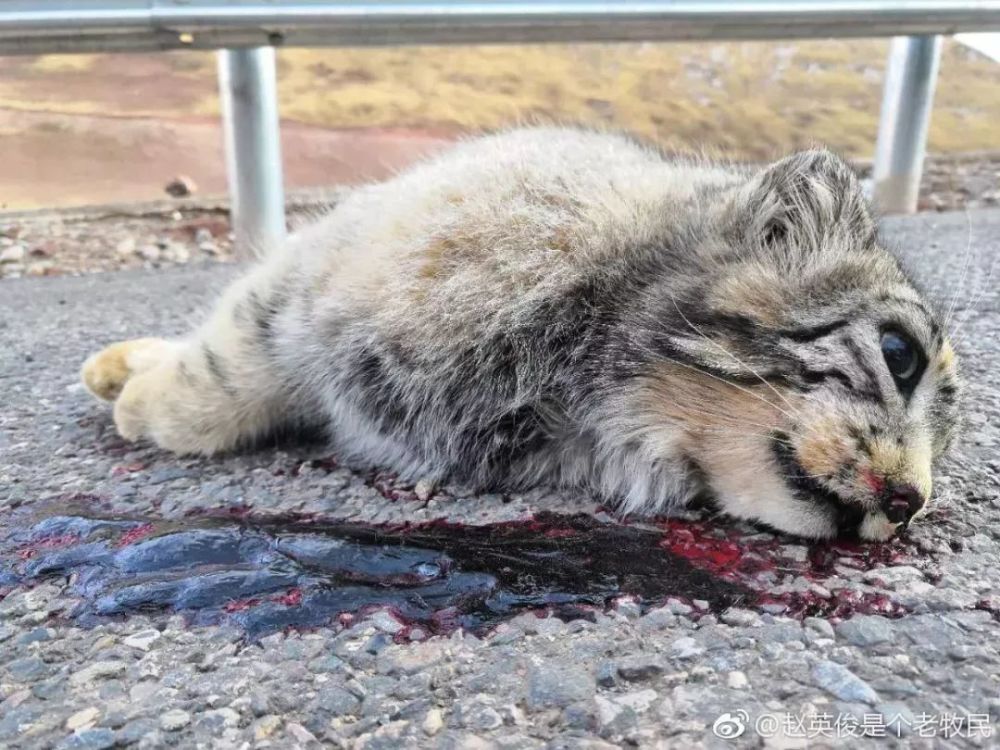 华北豹|动物不开心，都是因为道路太多惹的祸？