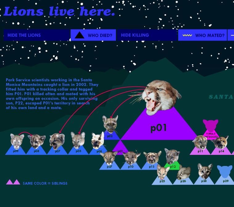 华北豹|动物不开心，都是因为道路太多惹的祸？
