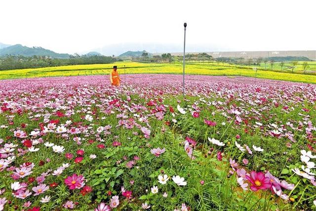 市民假期前往光明小鎮千畝花海遊玩更方便