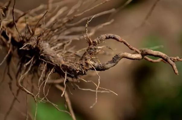 根系是作物生长的根本出了问题要对症处理