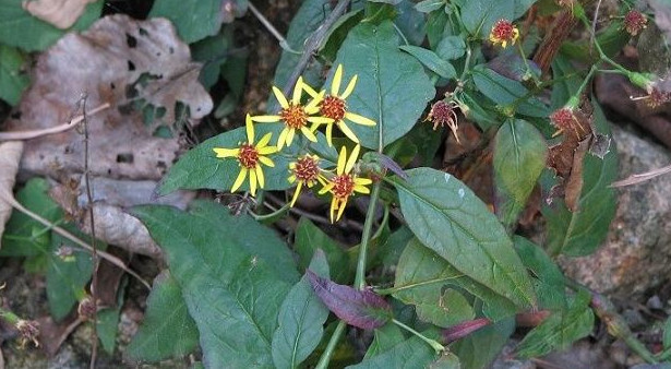 农村这种野生植物人称千里光,是治疗痔疮