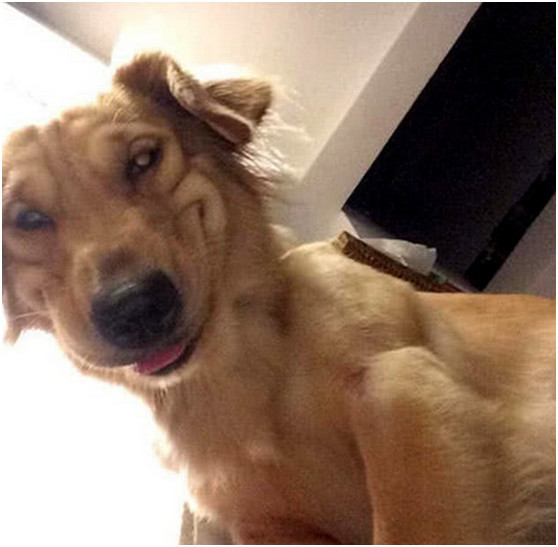 金毛笑眯眯地等着拍照,看到照片后傻眼了,金毛:这不是我