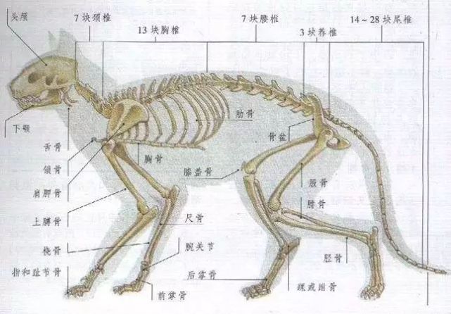 猫咪总喜欢把身体拉得老长，真是液体做的？骨骼清奇说的就是它们_腾讯新闻