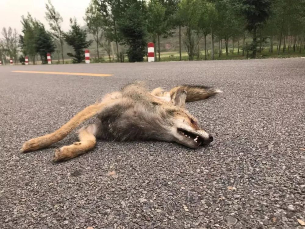 华北豹|动物不开心，都是因为道路太多惹的祸？