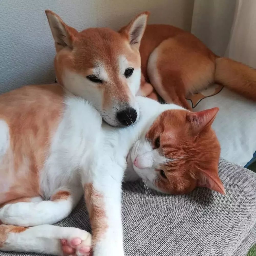 让活泼的柴犬带动橘猫运动,然而却培养出另一只胖橘