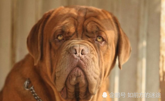 世界上最大的狗,它们的身高和体重问鼎吉尼斯,让你大开眼界!