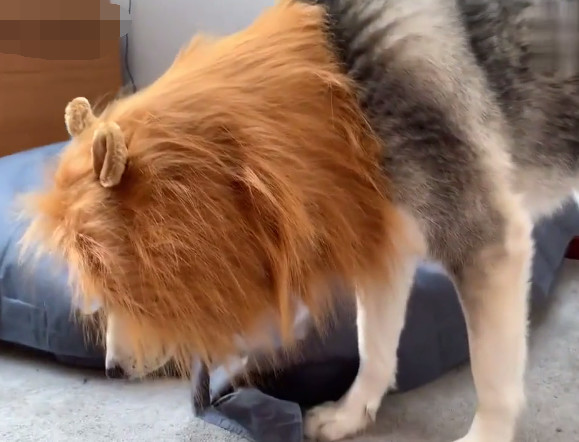 主人给哈士奇穿上了狮子装,本以为会很威猛,结果却出人意料