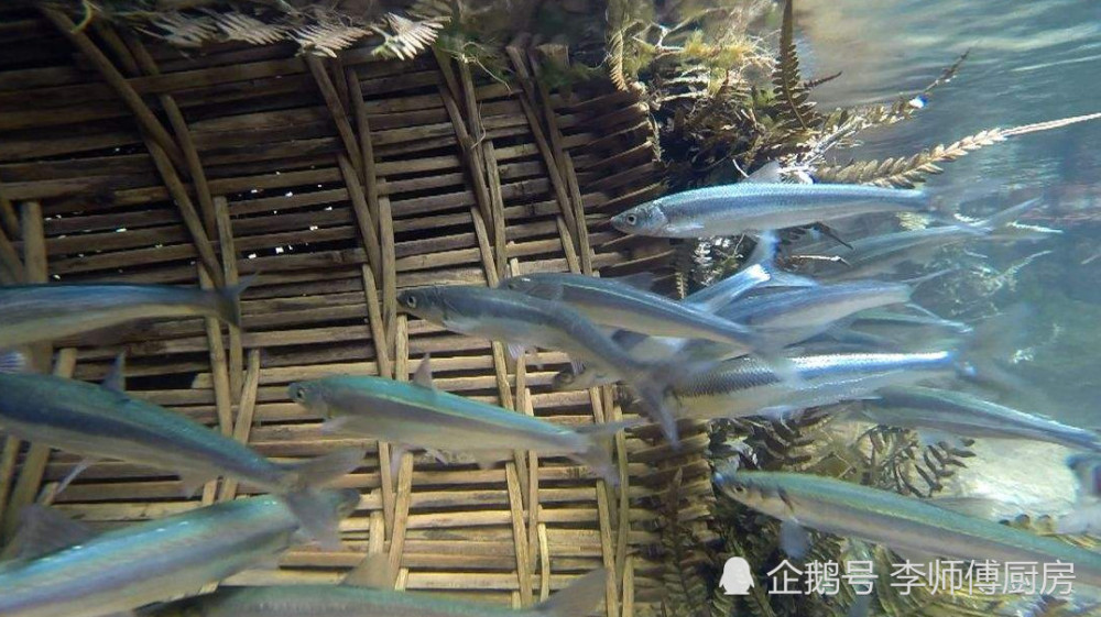 一般人吃不起的小鱼,喜欢逆流而上,是云南老
