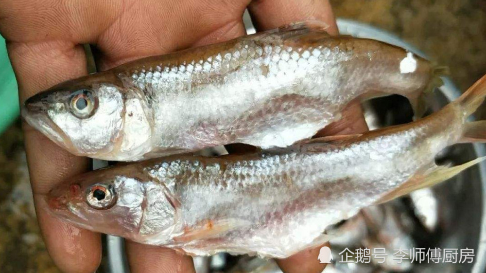 一般人吃不起的小鱼,喜欢逆流而上,是云南老