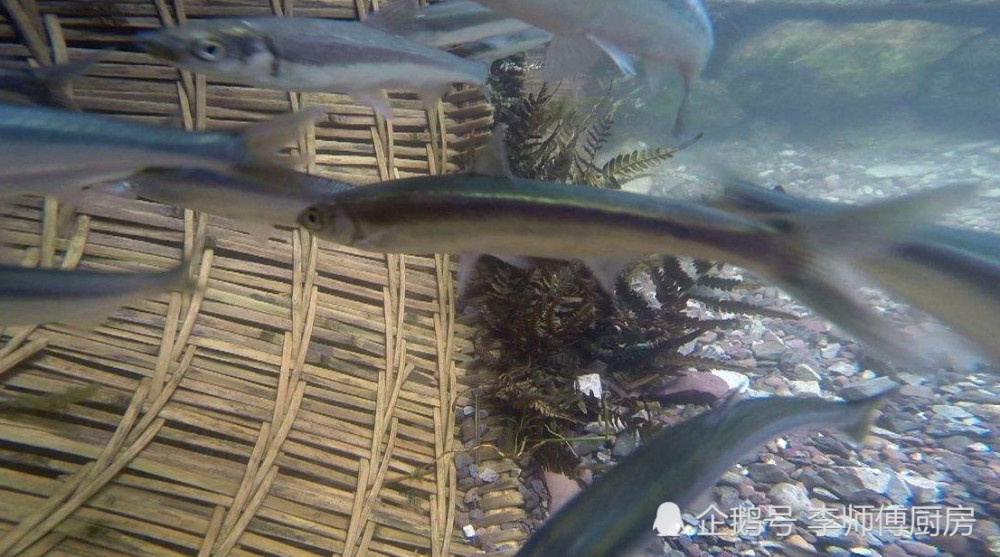 一般人吃不起的小鱼,喜欢逆流而上,是云南老