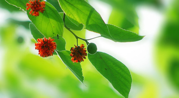 农村这种植物人称"打不死的树",农民常拿来喂猪,如今很罕见