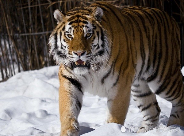 2019年俄罗斯野生东北虎数量,野生东北虎主要