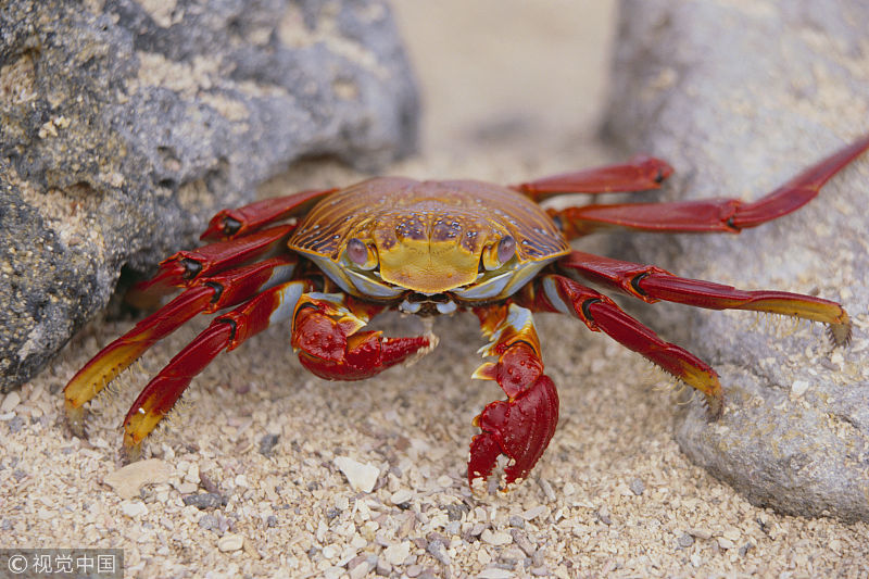 中秋螃蟹宴,避免高尿酸发展成痛风!做好这四点,能帮助你