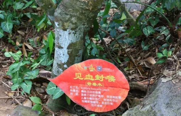 中国古代的七大毒药:见血封喉