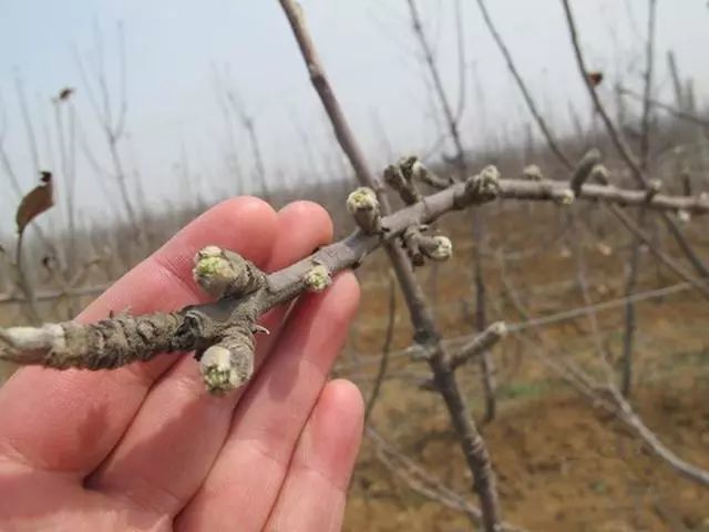 芽具有遗传性,对果树繁殖,更新复壮意义重大.
