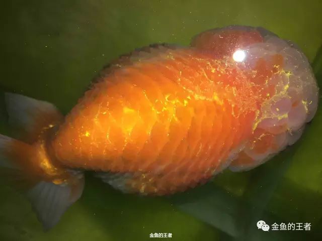绝不放弃 实战记录如何治愈一条穿孔 炸鳞的国寿 腾讯新闻