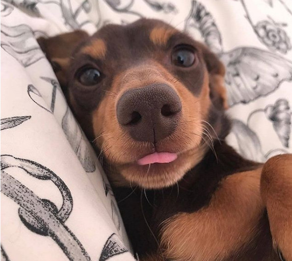 来自汪星人的"吐舌卖萌"照片,可爱死个人了,网友:想抱养一只