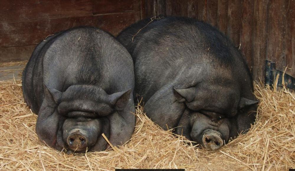 猪比狗还聪明那为什么不能当宠物养也没听说过警猪