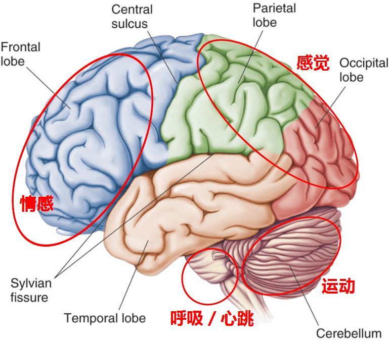 这个是大脑在结构上的一个非常重要的特点,不同的区域,执行不同的功能