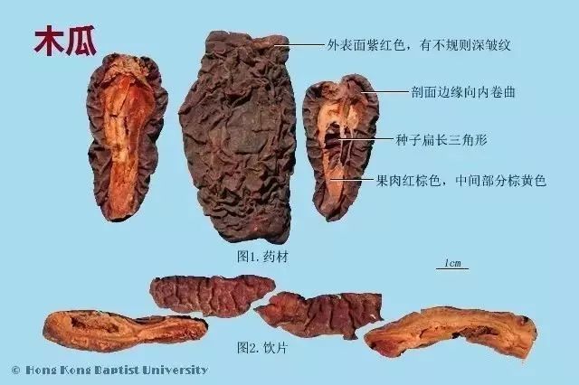 中药课堂木瓜