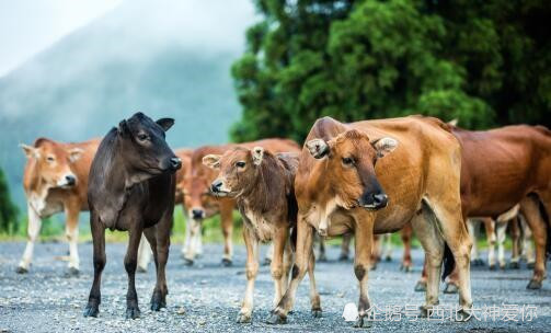 2019年牛肉价格走势如何目前多少钱一斤