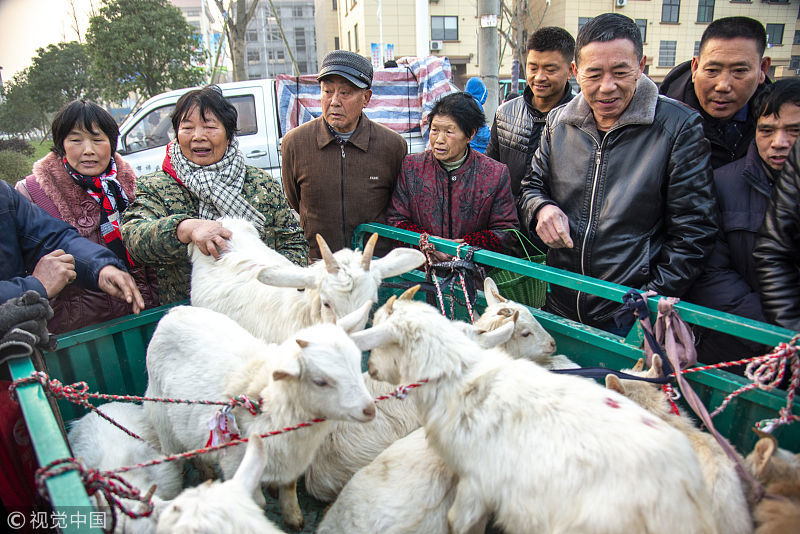 實拍春節活羊市場,一年僅交易4天,現場宰殺收費100元