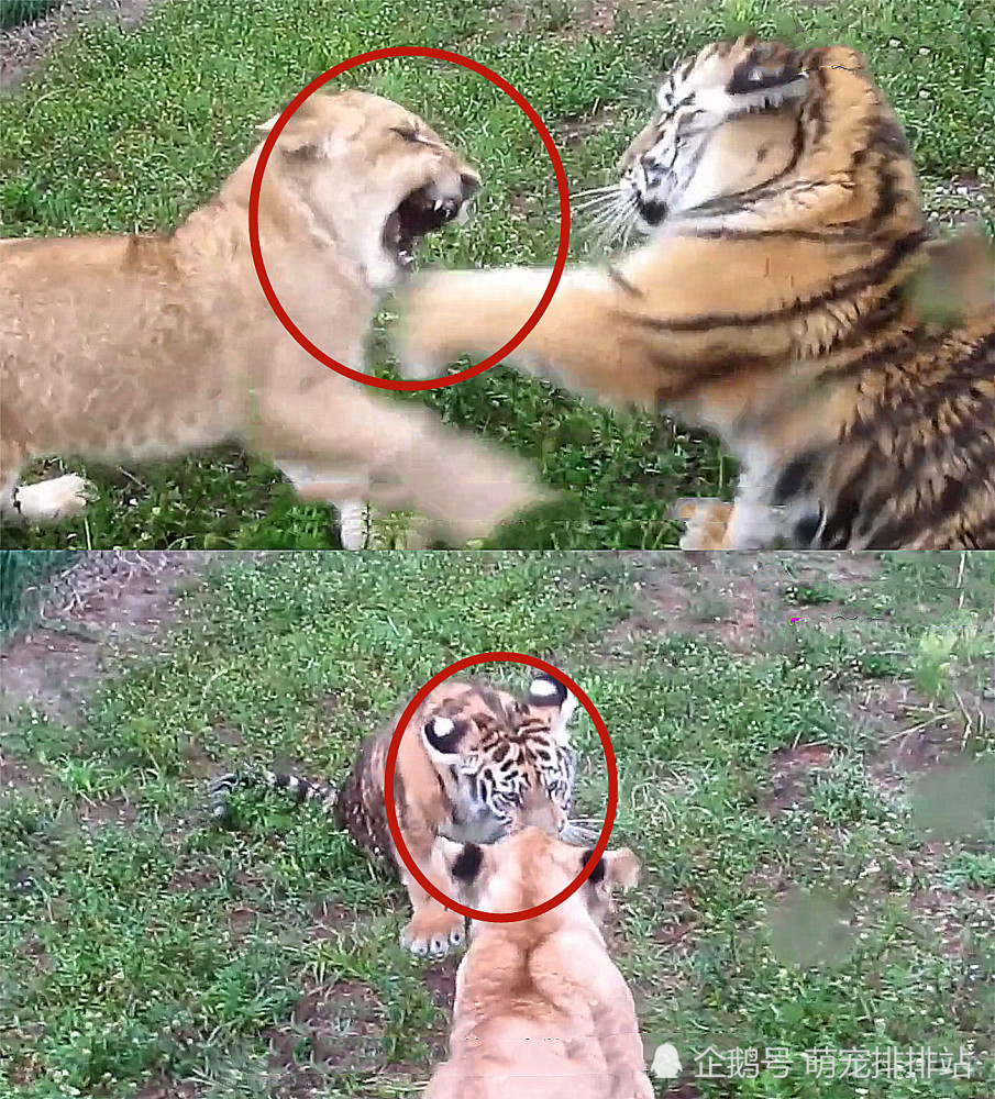 小老虎和小狮子大打出手,场面太搞笑,网友:真不是来卖萌的?