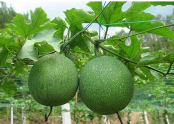 现在才知道,农村没人要的瓜蒌子,还能这么