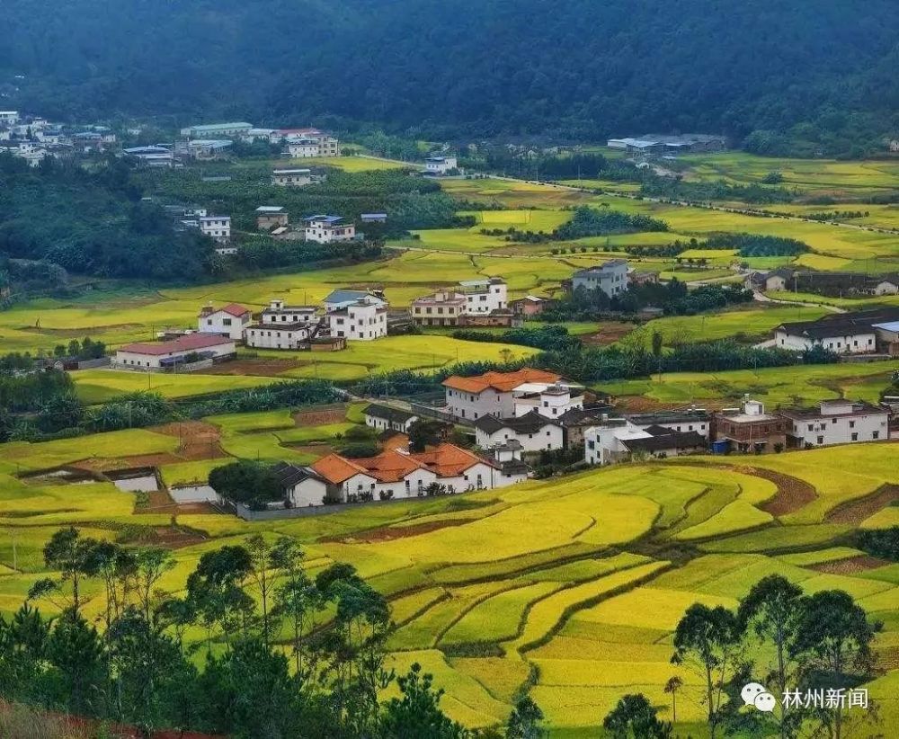 林州临淇镇:厚植乡土人才沃土 激发乡村振兴活