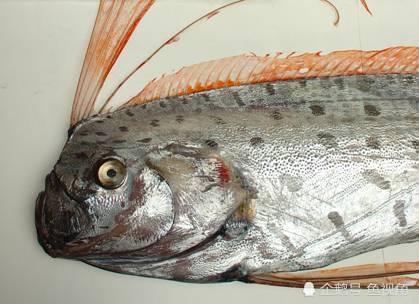 皇带鱼(oarfish),俗称"地震鱼",为世界上最长的硬骨鱼.