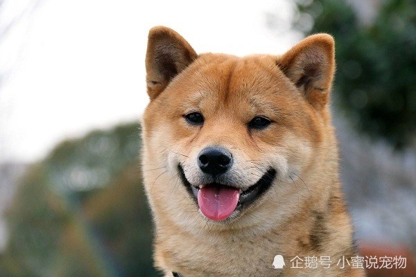 腾讯内容开放平台