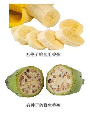 时间久了,它们就改变了结硬种子的本性,逐渐地形成了三倍体.