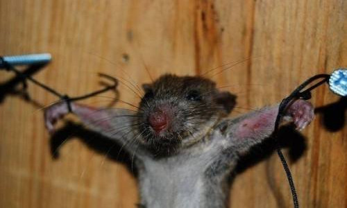 半个壮汉的拇指那么大的小强是"基本操作",还会飞;老鼠长到网上爆红的