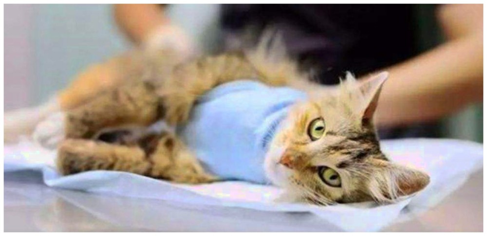 兽医常年给猫咪绝育手术,收到的锦旗字样没谁