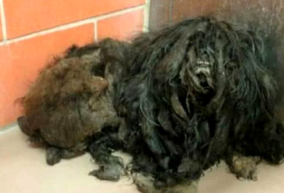 男子捡到一只"黑毛怪",花高价给它剃毛后,才知道自己赚大了