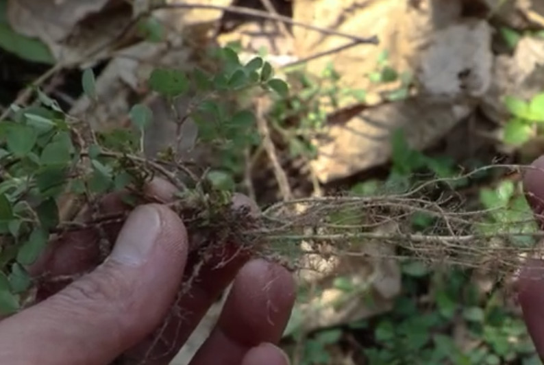 山坡上这种植物,人称"品字草",叶子是民间上等的珍贵中草药