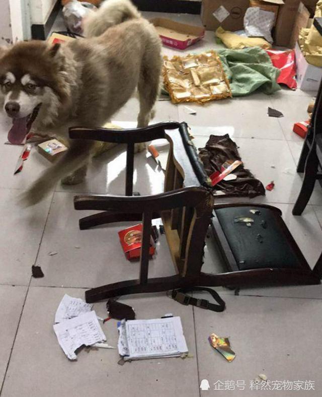 阿拉斯加拆家堪比二哈,咬坏主人上千元的沙发,气得主人想炖狗肉