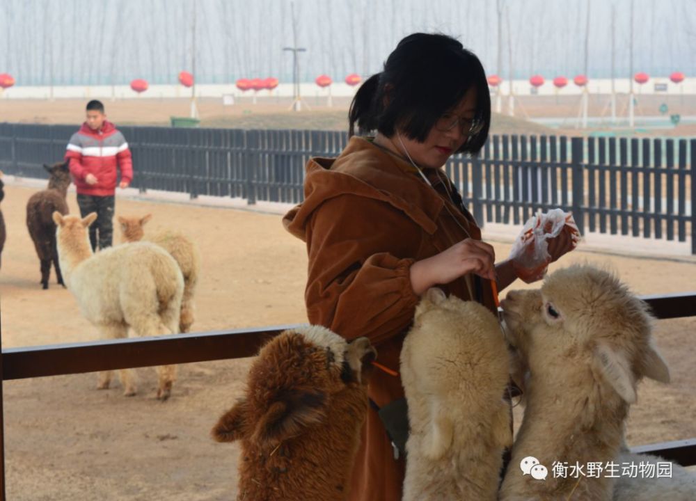 衡水网站建设