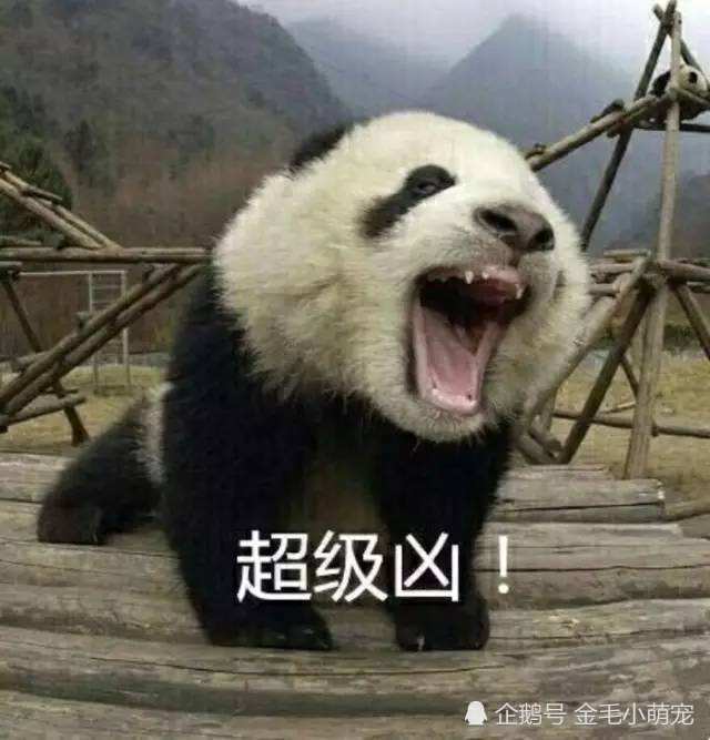 大熊猫伤人后国家怎么处理?听到专家给出的答案,网友:惹不起