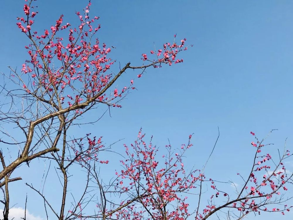 赣州金凤梅园太美了,梅花正开,你怎么还没来?