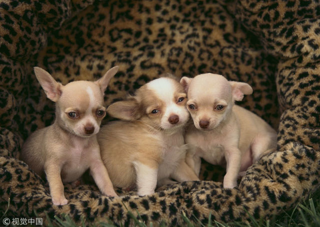 有宠生活饲养幼犬前应该知道的四个注意事项